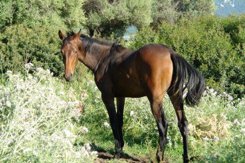 דורגלי Agriturismo Didone מראה חיצוני תמונה